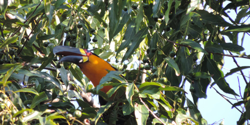 Parque Nacional da Tijuca